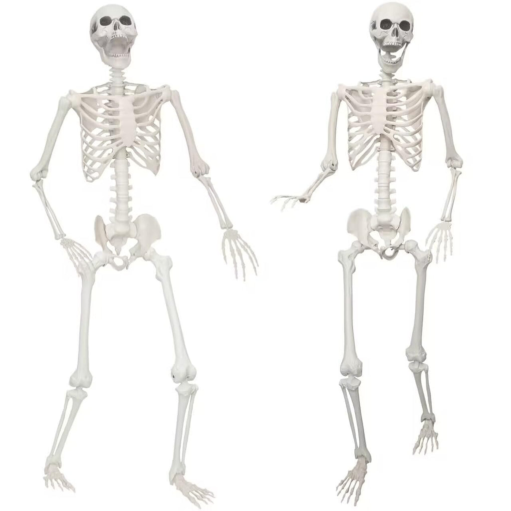2 Pack 5.4ft Life Size Skeleton with Movable Joints O412