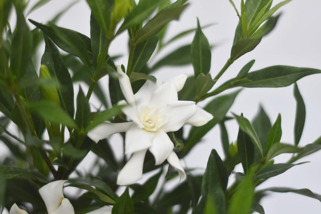 Frostproof Gardenia 1 Gallon J77382