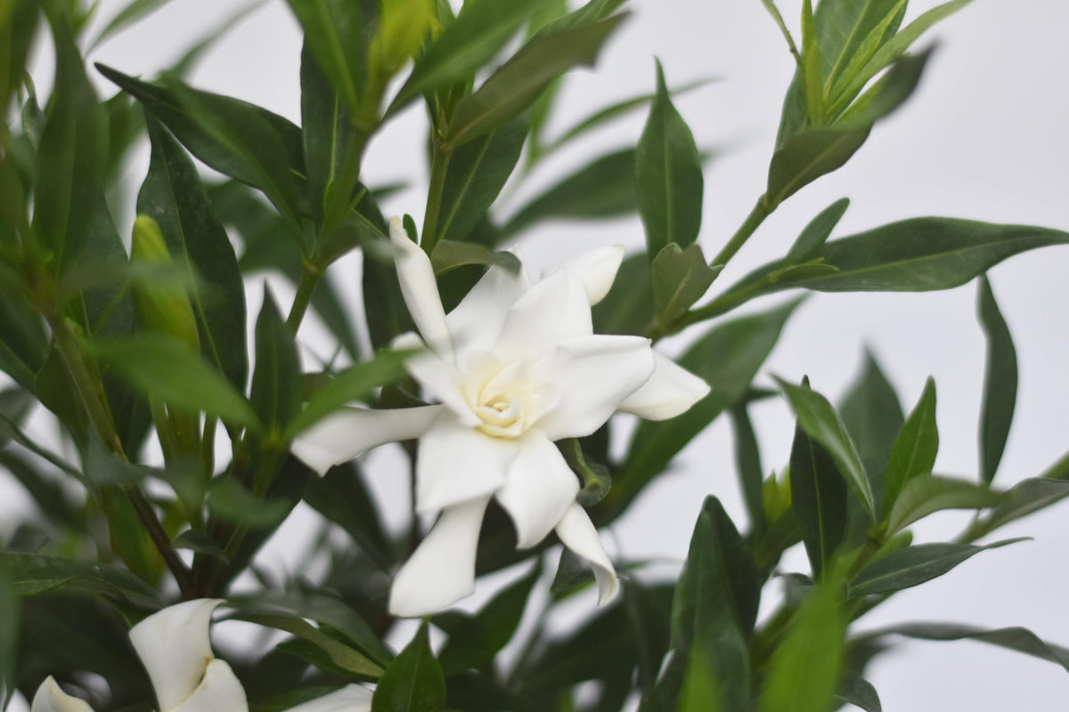 Frostproof Gardenia 1 Gallon J77382