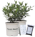 Frostproof Gardenia 1 Gallon J77382