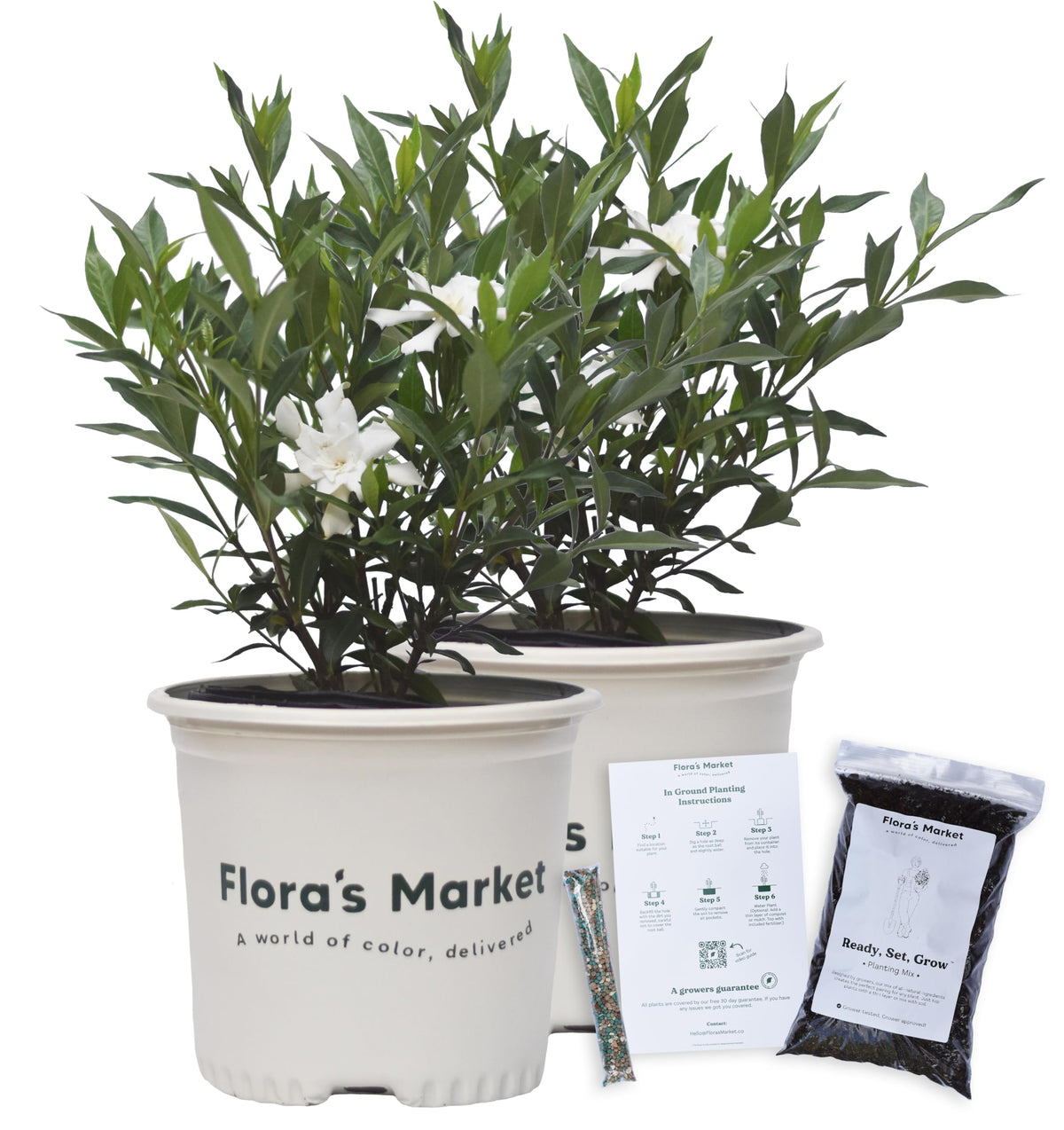 Frostproof Gardenia 1 Gallon J77382